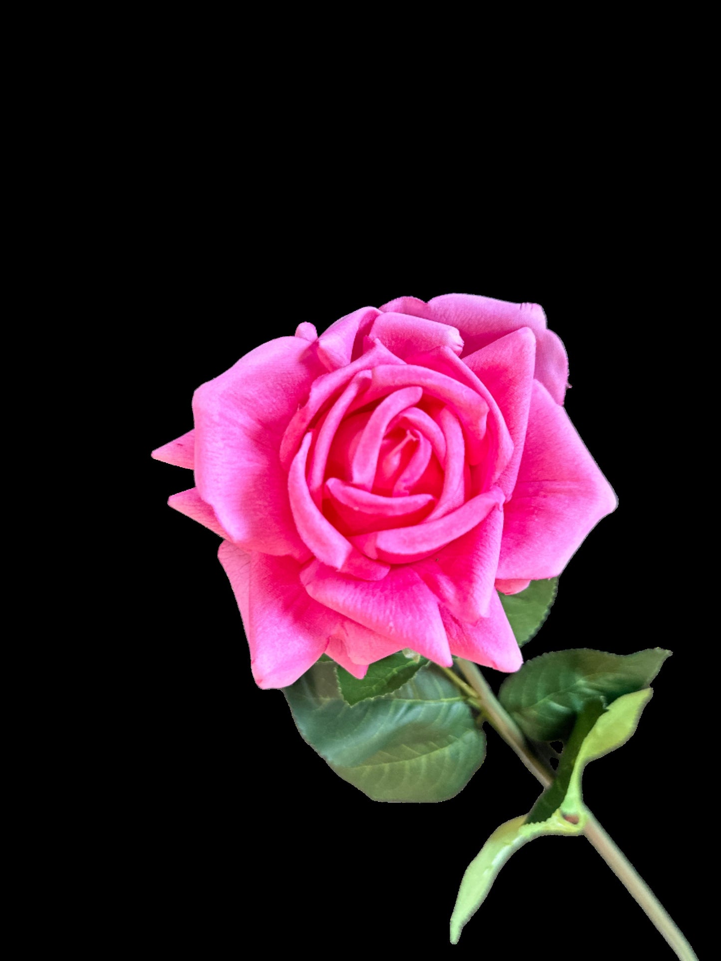 Single Rose - Large - Fuchsia