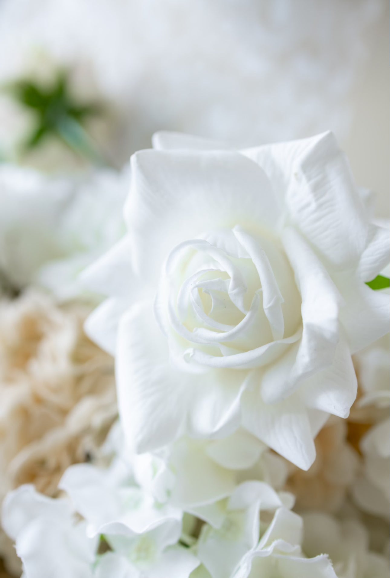 Single Rose - Large - Winter White