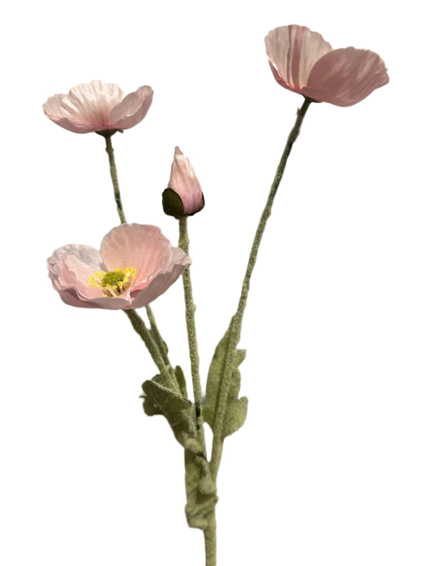 Pink Poppy 