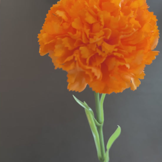 Orange carnation